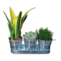 HTI-Living Cornwall Pflanz-Set HTI-Living Cornwall Pflanz-Set