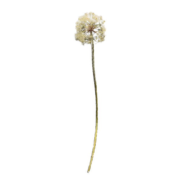 Pusteblume Flora01, Kunstpflanze